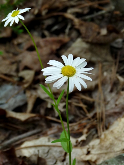 {Astranthium integrifolium}